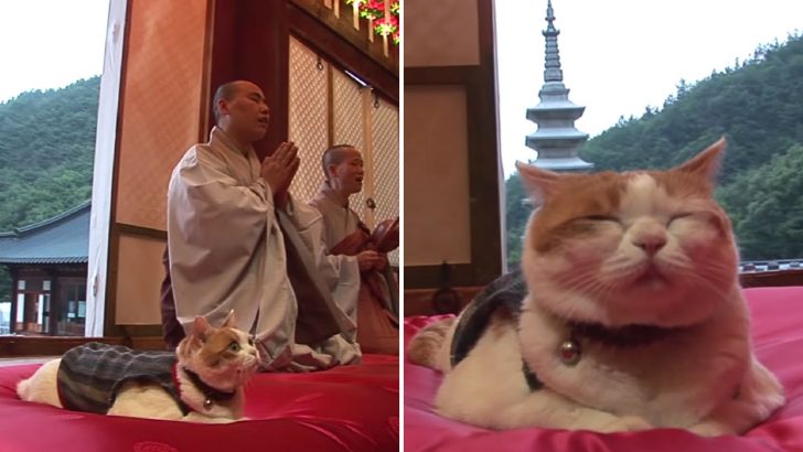 A Buddhist Monk Rescues A Kitten Who Later Becomes A Monk Herself