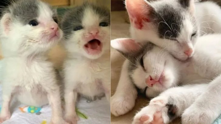 After Losing Their Mother, Twin Kittens Lived A Rough Life But Found Strength In Each Other