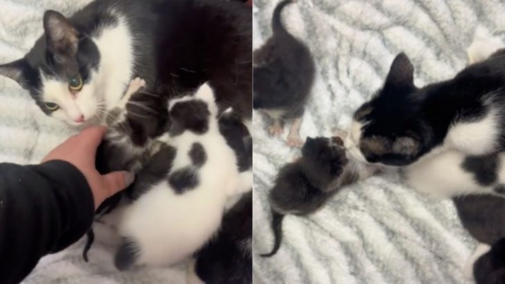 Two Orphaned Kittens Found Amidst Broken Glass Embraced By A Former Feral Mama Cat