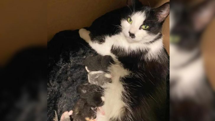 Rescuer Takes A Pregnant Stray Cat In And Get The Best Gift In Return