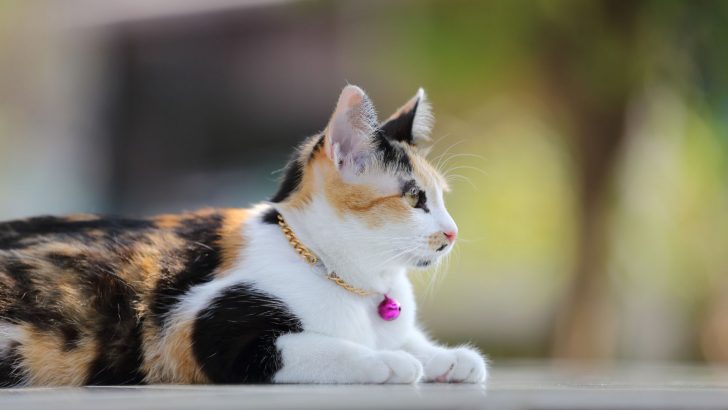 Research Reveals Exciting Surprises About Our Feline Friends