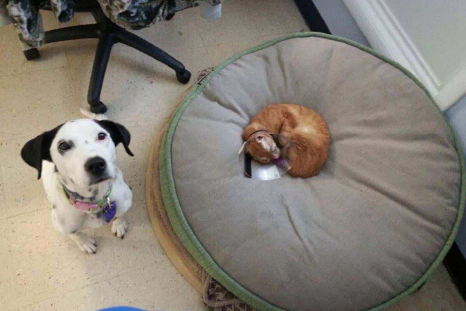 Russel the cat sleeping on a big gray pillow and a big dog sitting next to him