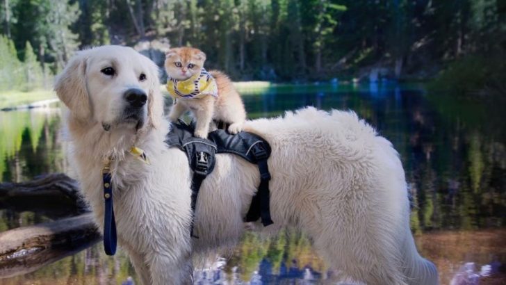 Shy Service Dog Breaks Out Of His Shell All Thanks To His Special Feline Friend