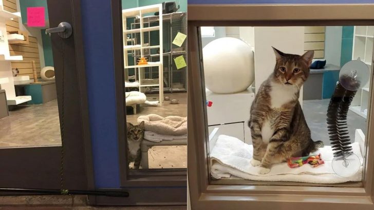 People On The Internet Are Defending This Troublesome Kitty And You Must Find Out Why