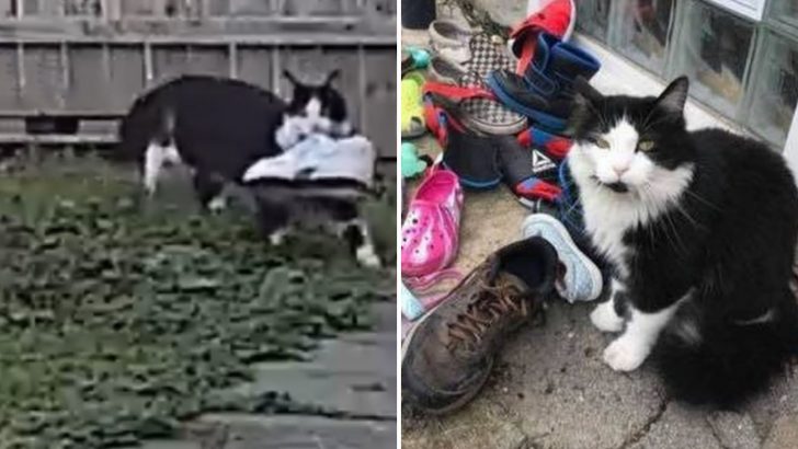 Woman Reveals The Mystery Behind Her Cat’s Weird Shoe Collection