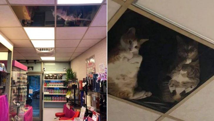 These Cats Can Spy On Shop Customers As Much As They Like Thanks To This Innovative Idea