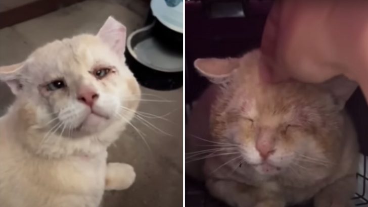 Shrek The Bullied Cat Finds A Loving Home After Years Of Fighting For Survival