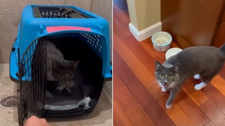 Shelter’s Shyest Cat Finally Gets Adopted And Starts To Slowly Come Out Of Her Shell