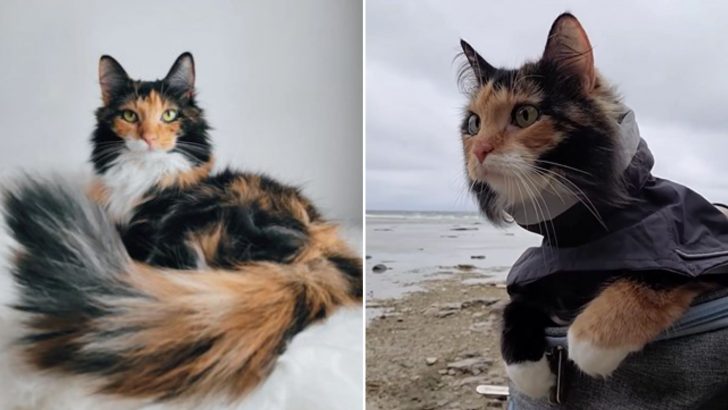 This Calico Cat Was Found All Alone Outside In The Cold When She Was Just Around 8 Weeks Old