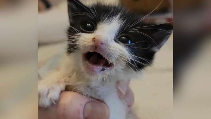 Sick Rescued Kitten Screamed And Cried Out For Help Every Day And Look At Him Now