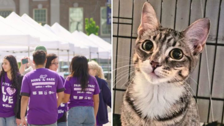 Cat Makes Headlines After Being Stolen During An Adoption Event In Manhattan