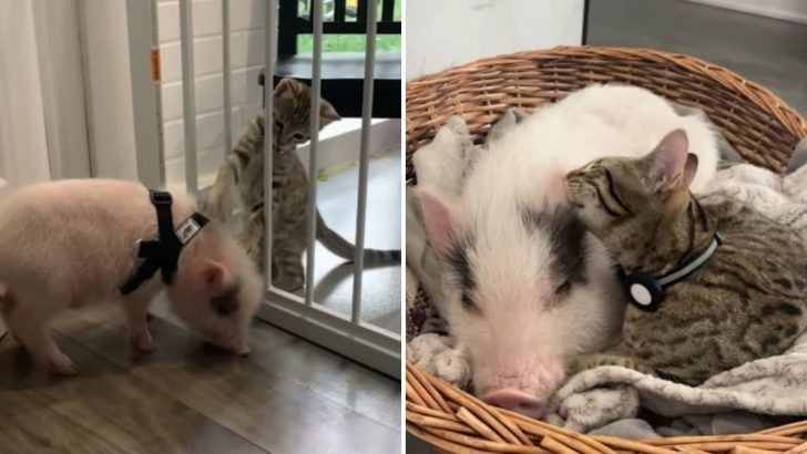 Spunky Kitten Meets A Grumpy Piglet And They Instantly Form An Unbreakable Bond