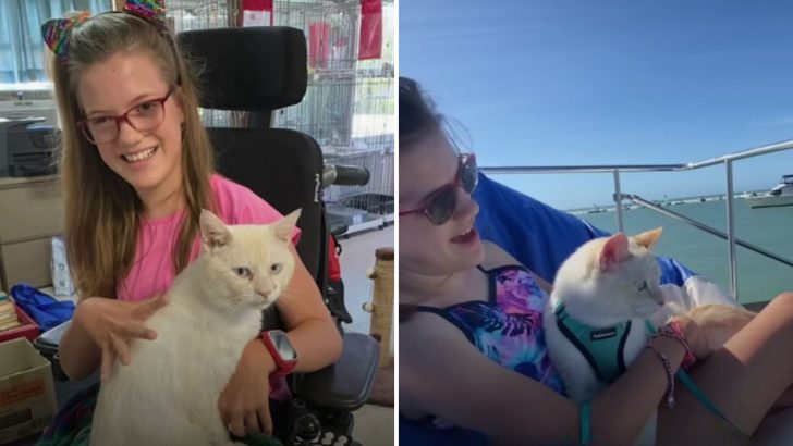 Stray Cat Becomes A Therapy Cat And Ends Up Going On Epic Boat Trips With His New Family