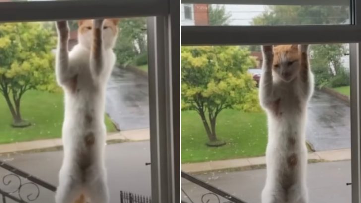 Stray Cat Figured Out A Hilarious Way To Get Himself Adopted