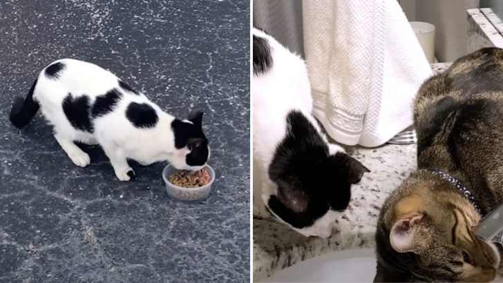 Stray Cat Gets Adopted And Starts Copying Everything His Feline Brother Does