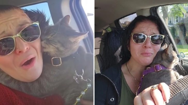 Cat Leaps Right Into A Woman’s Car Ready To Leave His Stray Life Behind