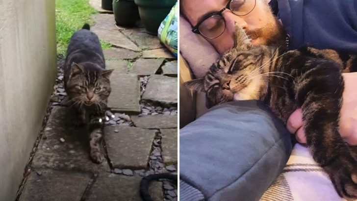 Charming Cat That Kept Visiting Man’s House Mysteriously Disappeared Until Fate Intervened