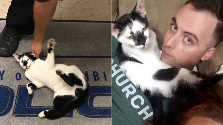 Adorable Stray Cat Strolls Into Police Station And Meets His Forever Human