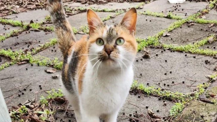 Stray Cat Urges A Store Owner To Follow Her And Leaves Him Surprised