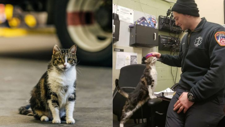 Stray Cat Appears Out Of Nowhere In New York Fire House And Gets Hired