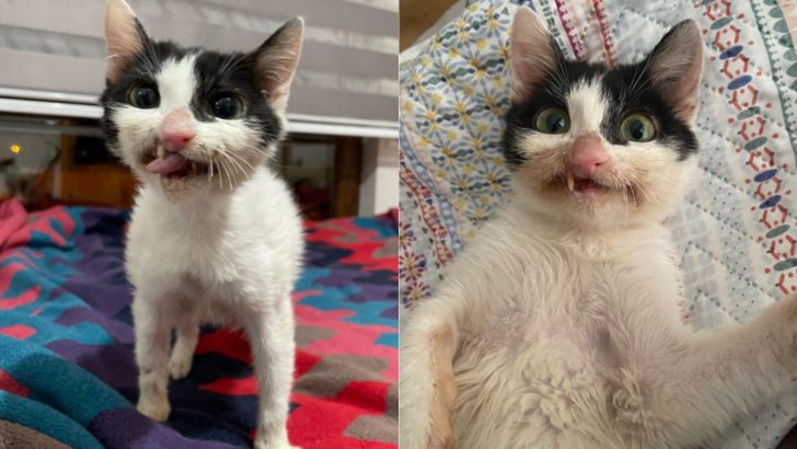 Stray Kitty Gets Rescued And Reveals Her Charming Crooked Smile