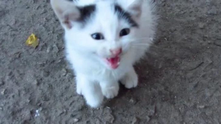 Helpless Kitten With A Broken Man Runs Up To A Man Begging For Help