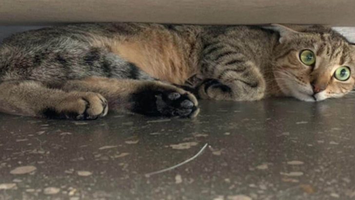 Street Cat Finally Finds Home And Then Her Family Gets Evicted Leading To A Heartbreaking Decision