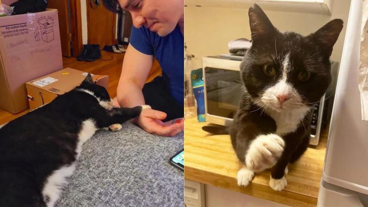 Rescuer Finds A Tuxedo Cat In Desperate Need Of Help And Decides Not To Give Up On Him
