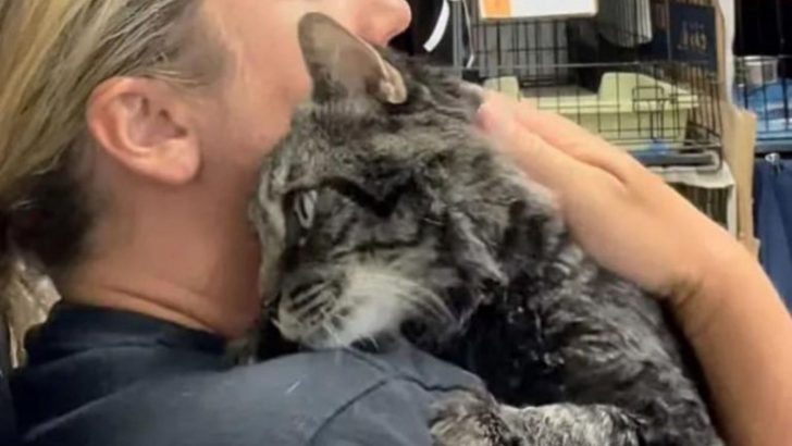 Tabby Cat Frozen In Fear Spends Days Sitting Outside A New York Building