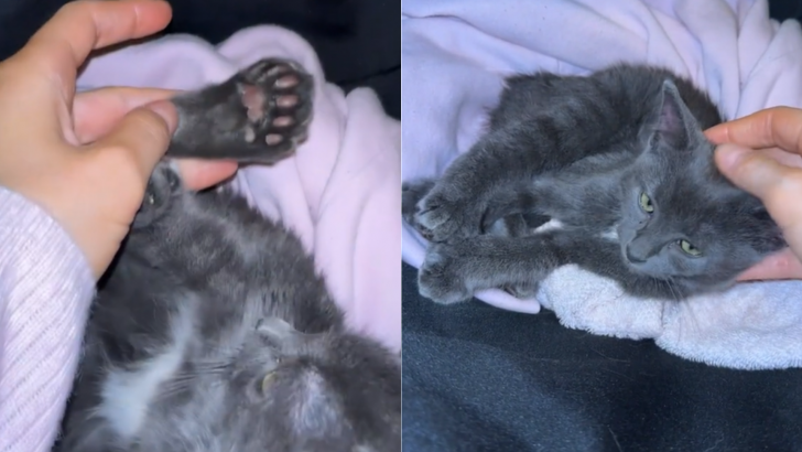 You Absolutely Can’t Miss This Adorable Kitty Who Boasts 28 Toes Beans