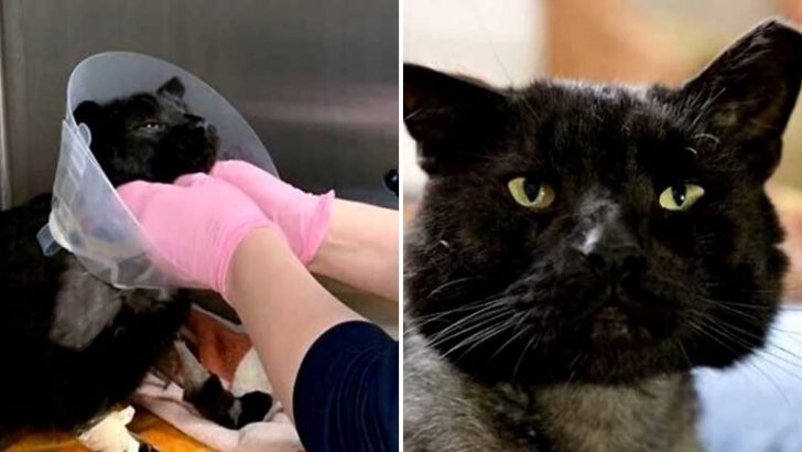 Cat Struggles To Survive After Being Attacked By A Pack Of Dogs