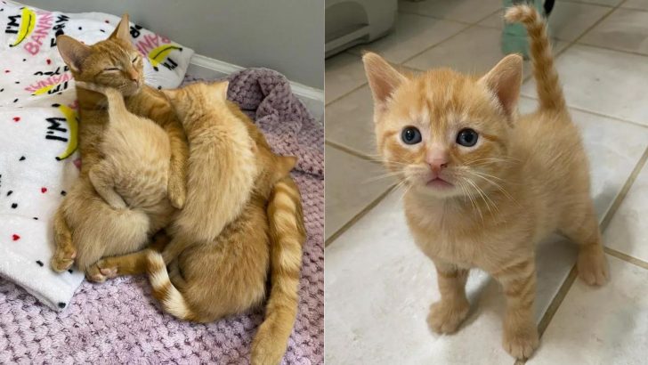 Mother Cat With 4 Kittens Discovered In A Laundry Basket In The Basement Of An Indiana Home