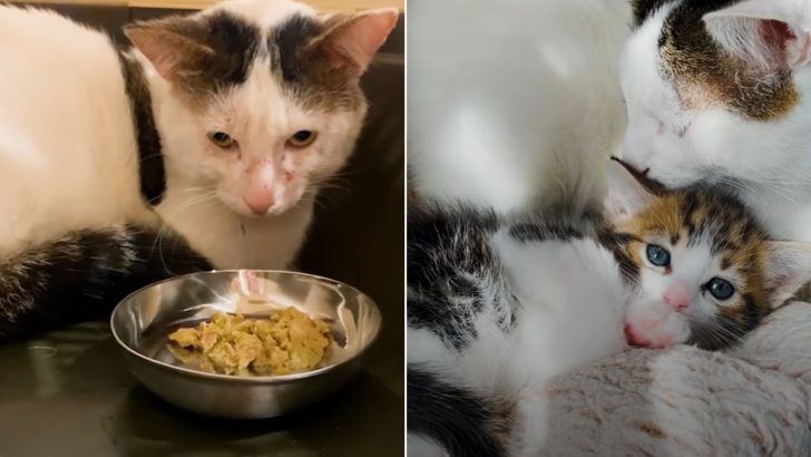 Aggressive Cat With No Front Legs Melts Upon Meeting A Tiny Kitten