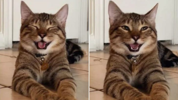 Meet Chestnut, The “Dad Joke” Cat Who’s Guaranteed To Make You Laugh