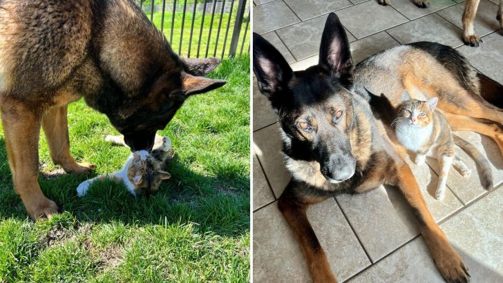 The Relationship This Disabled Kitty Shares With Her 85-Pound Canine Brother Melts Hearts