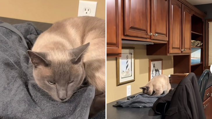 The Way This Cat Mourns The Loss Of Her Sister Will Break Your Heart