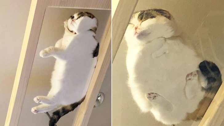 You’ll Love These 25 Photos Of Cats Making The Best Use Of Glass Tables