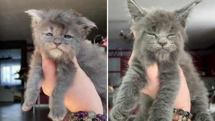 These Grumpy Maine Coon Kitten Siblings Are The Cutest Thing You’ll See Today