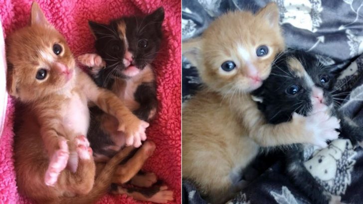 Abandoned Kittens Stuck To Each Other To Survive Until They Were Rescued In The Nick Of Time