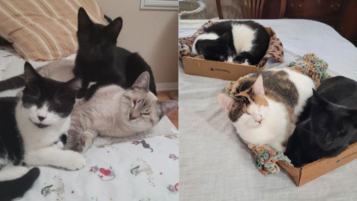 Despite Their Challenges, These Blind-Born Cats Got Their Well-Deserved Happy Ending