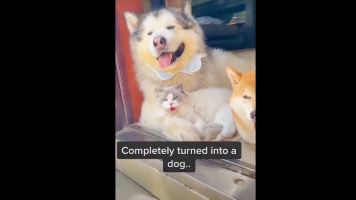 These Cats Acting Like Dogs Is Something You Definitely Shouldn’t Miss