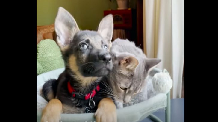 Two Cats Welcomed A Helpless Pup Into Their Lives And It’s The Best Thing You’ll See Today