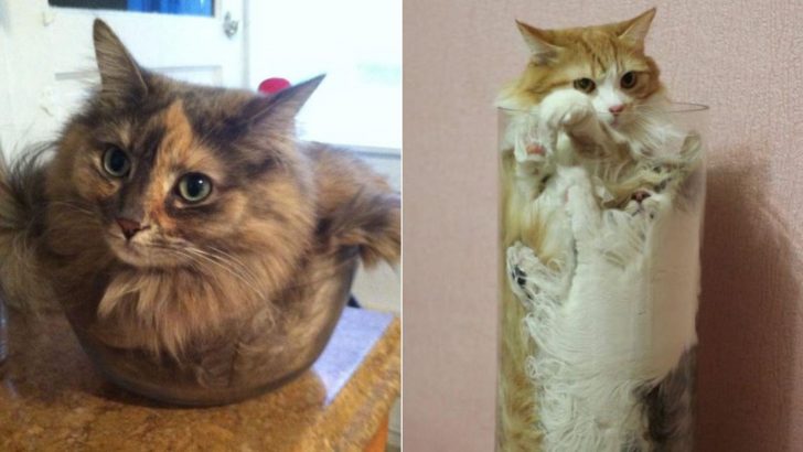 These Photos Proving Cats Are Liquid Are Too Funny For Words