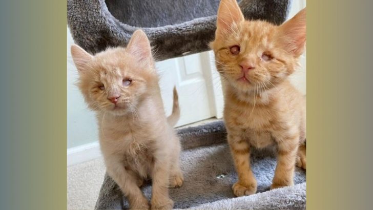 These Two Blind Ginger Kitties Share A Bond That’s Beyond Adorable