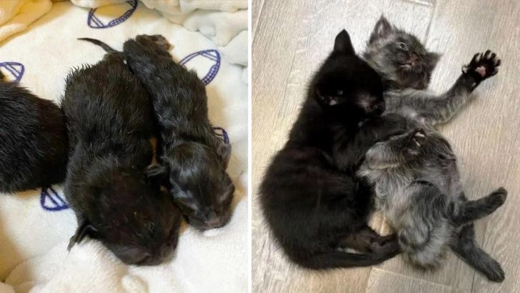 California Shelter Shocked After Discovering A Pair Of Newborn Kittens Abandoned In A Backyard