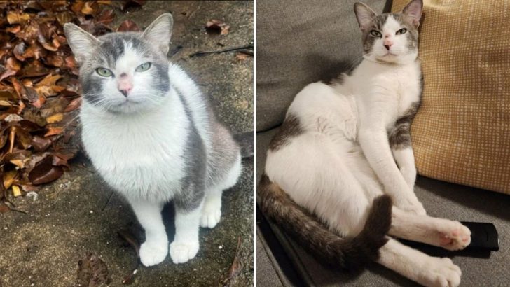 This Abandoned Cat Had The Best Idea On How To Secure His New Forever Home