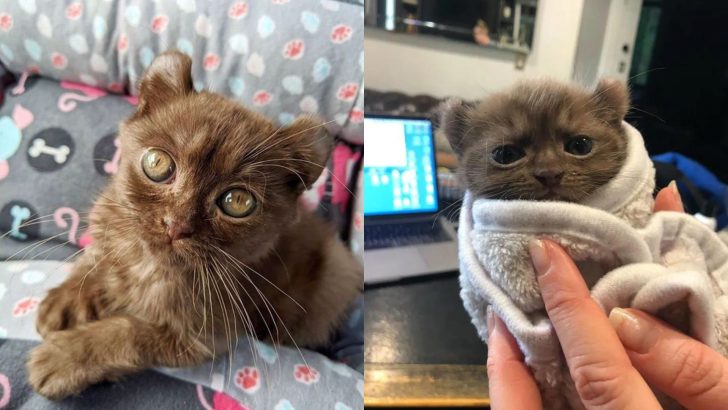 This Adorable Kitten With Teddy Bear Ears And Twisted Legs Will Definitely Melt Your Heart