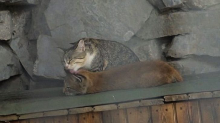 Domestic Cat Becomes A Loving Stepmom To Abandoned Baby Lynx