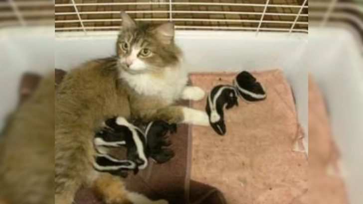 You’ll Love This Story About A Barn Cat Who Stepped Up As A Mother To Six Unusual Orphan Babies