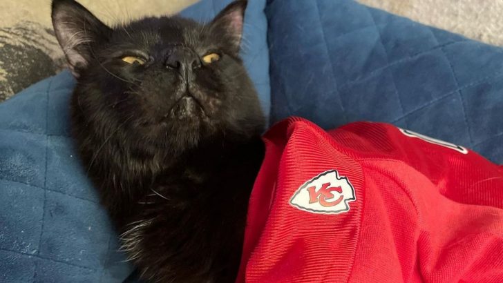 This Black Cat With Birth Defect Had Zero Chance Of Adoption Until Fortune Smiled On Him